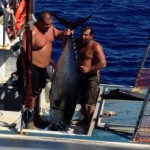 Fisherman procured 230-lb tuna by capsizing his 14-foot boat.