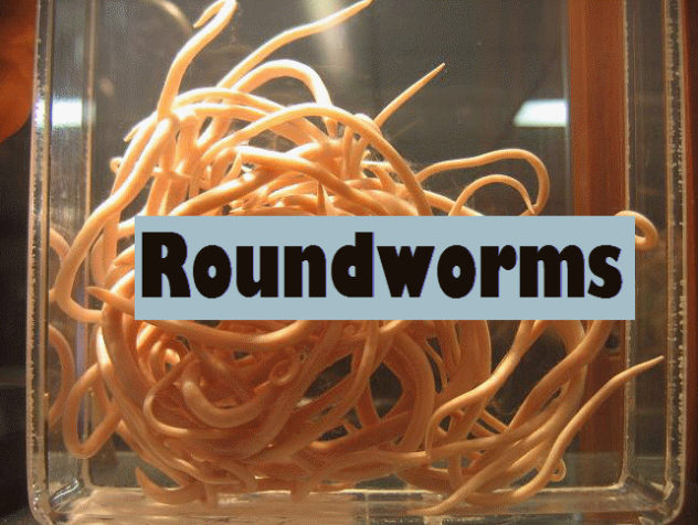 Roundworms