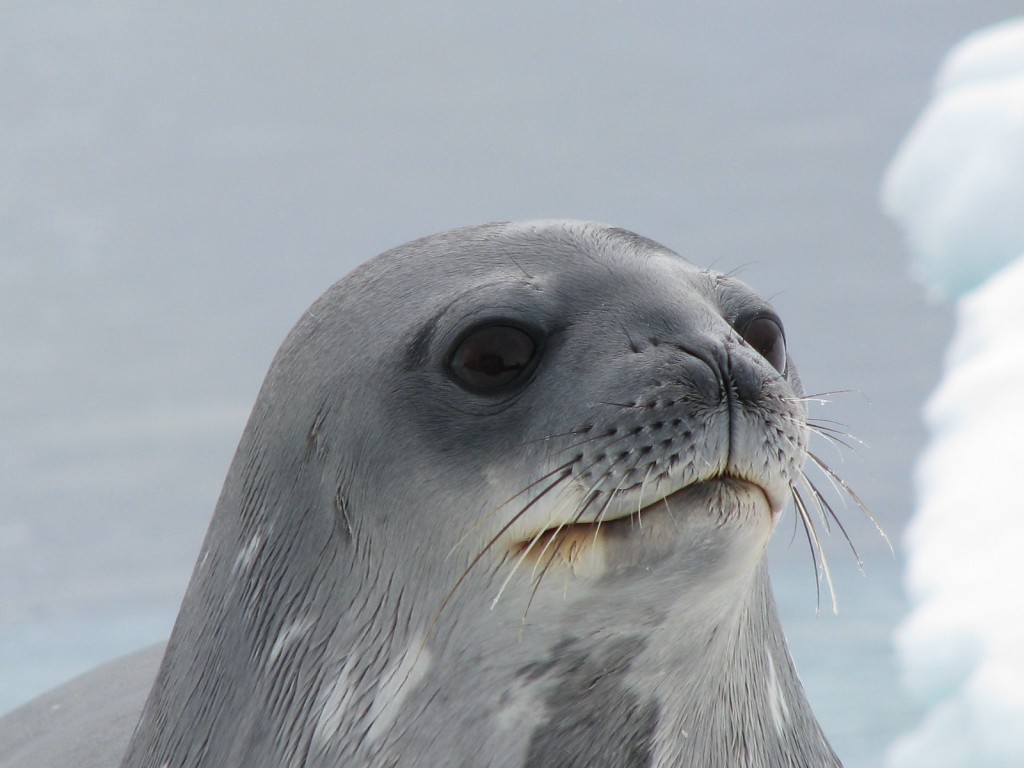 seal head weird things