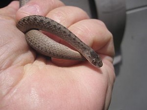 baby snake