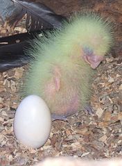 cockatoo eggs